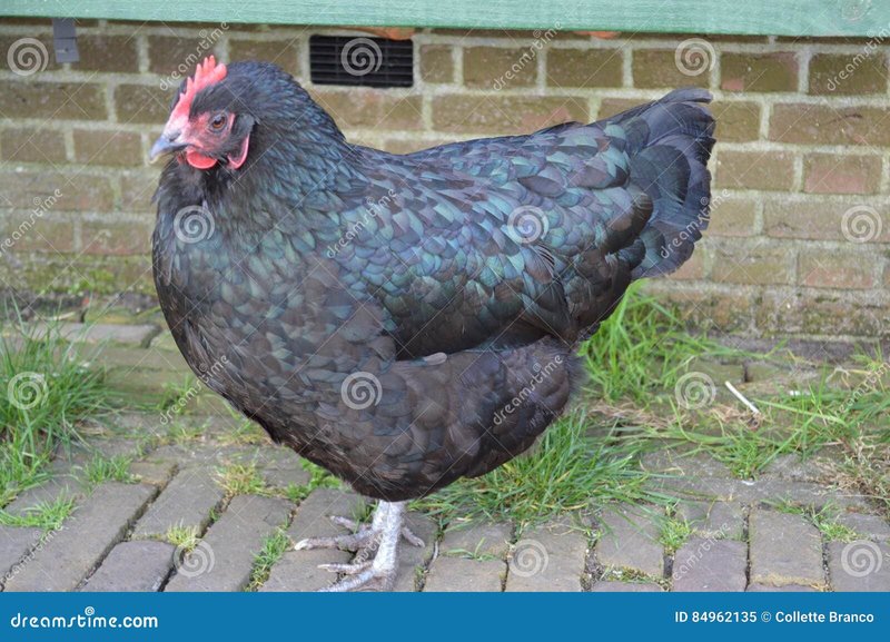 Image: Meer Wetenschap Over Chicken Road, het Populaire Speelcasino in Nederland